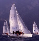 Chest'� Pippo campione Italiano di Minialtura